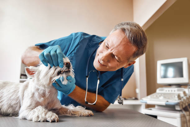 Best Emergency Dentist for Lost Fillings or Crowns in Spring Hope, NC